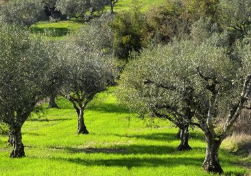 Viveros Evaristo árboles de olivo
